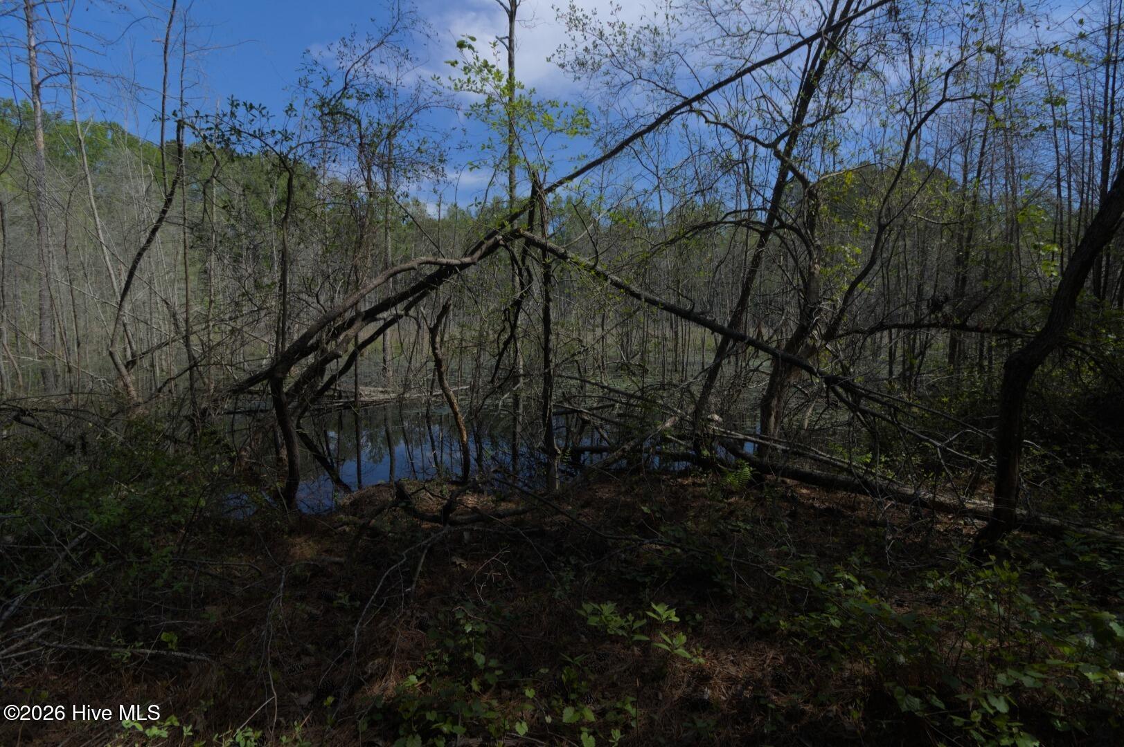 0 Sr 1226 Road Aberdeen, NC 28315 - Photo 36 of 43 Ground Site 15 Swampy Marshy Pic