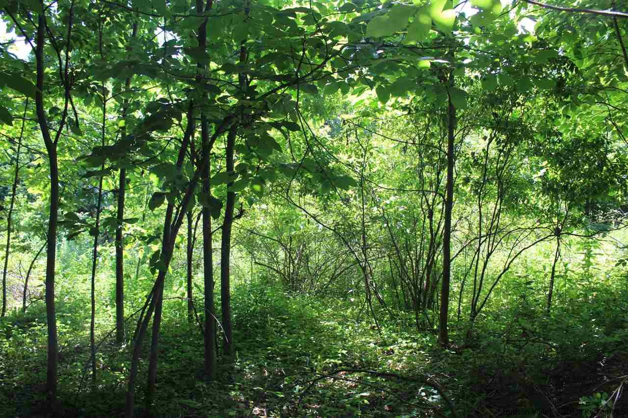 Tbd Tbd Whitelands Road, Unit 2 PARCELS Stone Ridge, NY 12484 - Photo 4 of 5 Photo 4