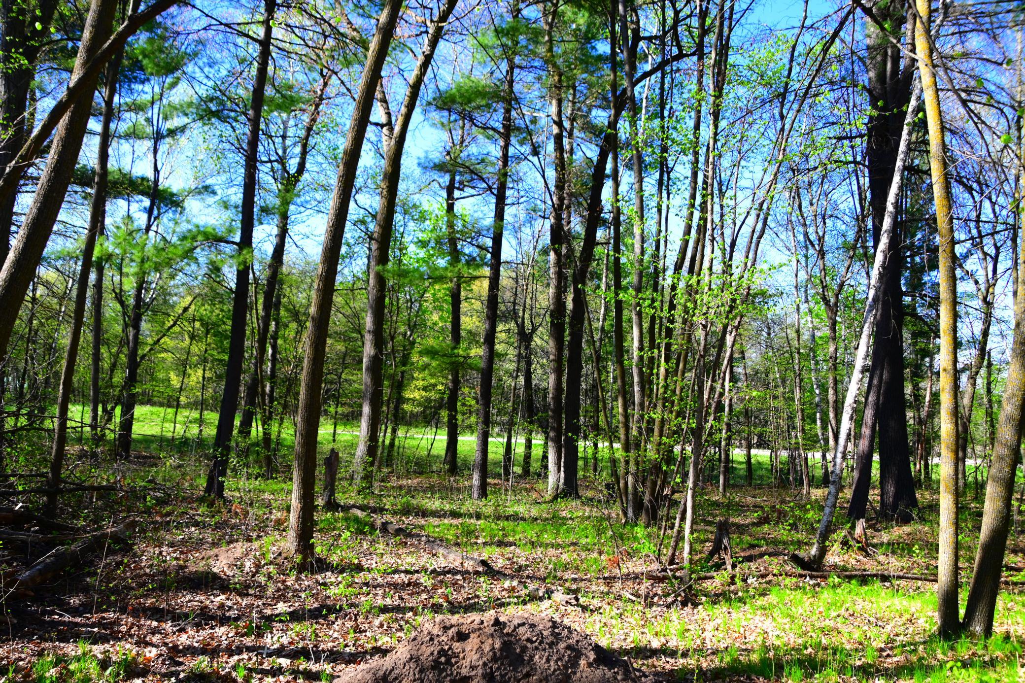 40889 Penelope Loop Browerville, MN 56438 - Photo 14 of 30