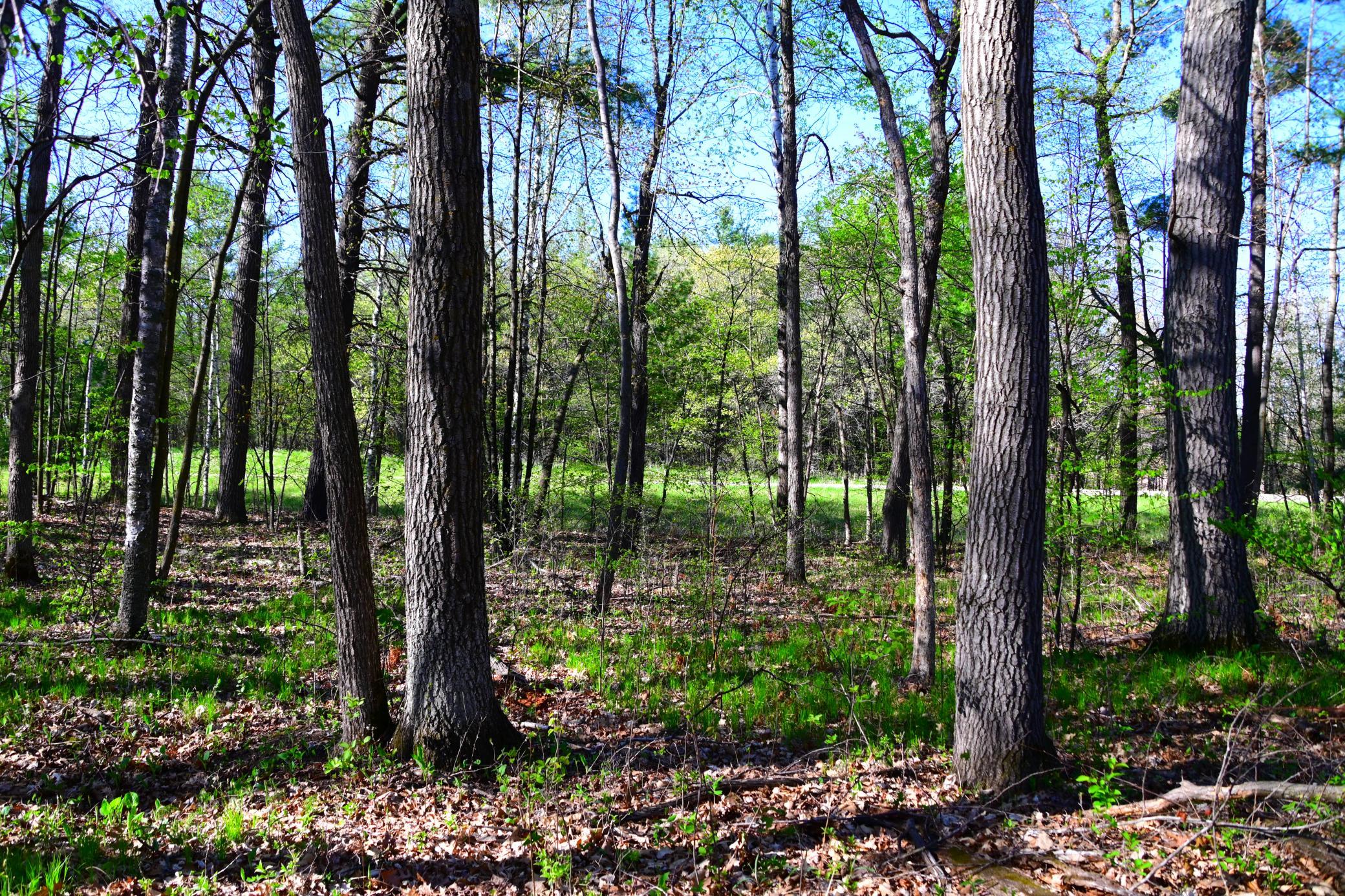 40889 Penelope Loop Browerville, MN 56438 - Photo 16 of 30