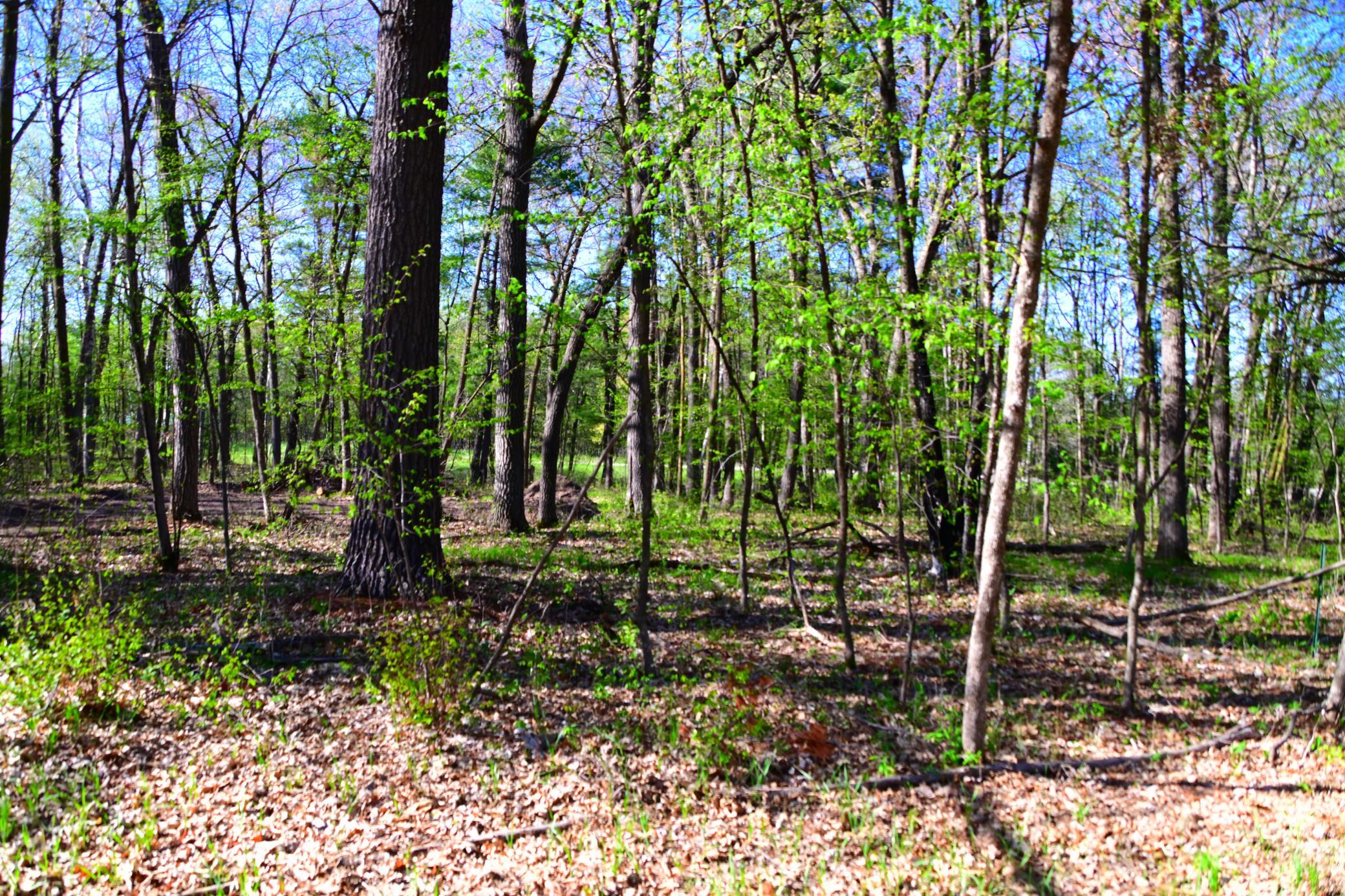 40889 Penelope Loop Browerville, MN 56438 - Photo 17 of 30