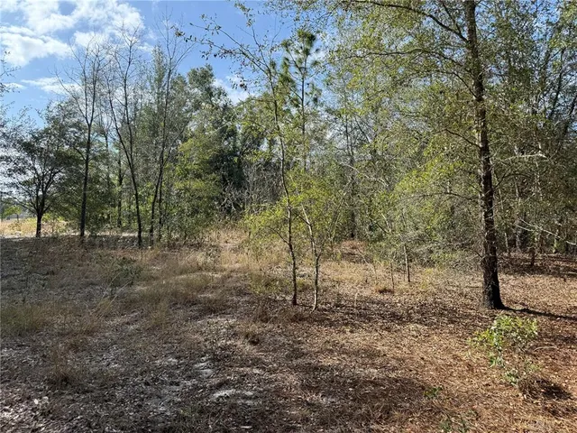 a view of a forest with trees in the background