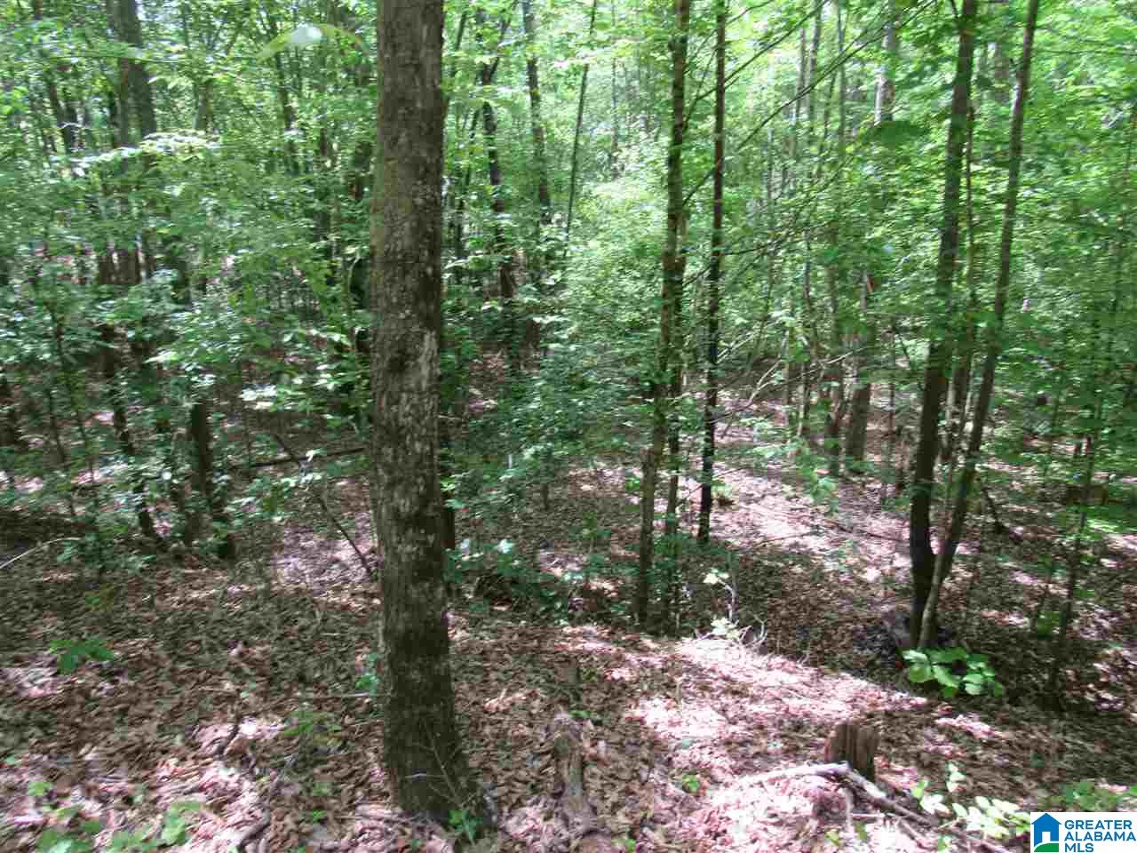 0 County Road 895, Unit 17 ACRES Lineville, AL 36266 - Photo 22 of 30