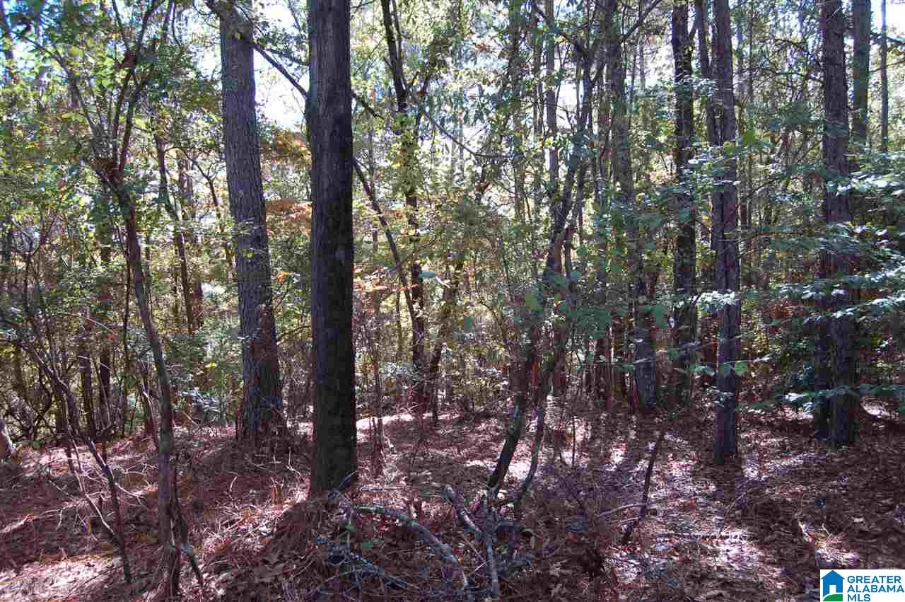 22.49-acres Double Branch Road, Unit 22 49 ACRES Marion, AL 36756 - Photo 10 of 30