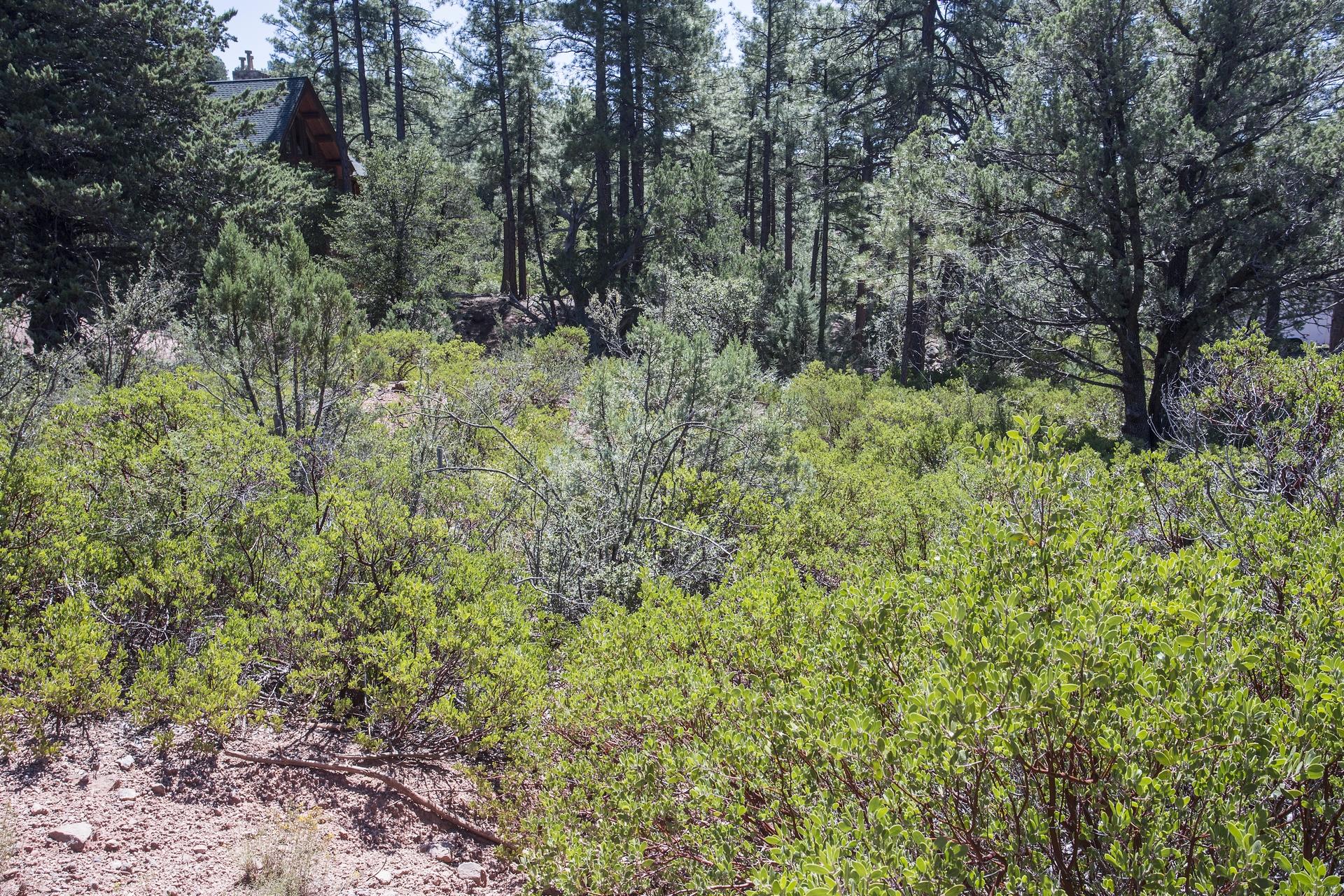 Lot 61 Racoon Ridge Circle Payson, AZ 85541 - Photo 10 of 13