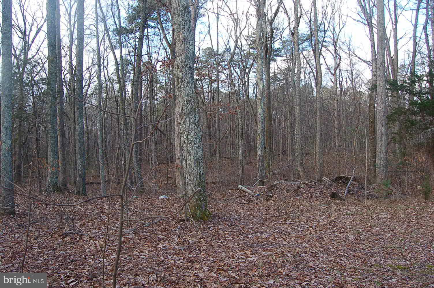 1277 School Bus Road Louisa, VA 23093 - Photo 3 of 10 Back Yard