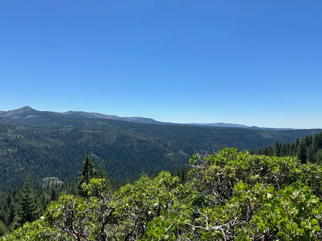 a view of a lush green field with a tree in the background