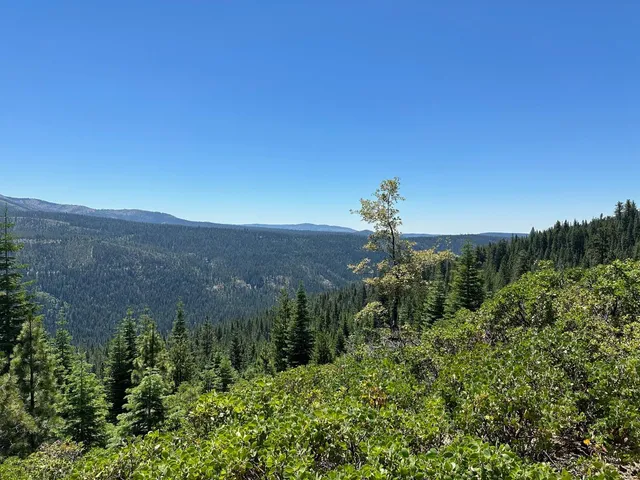 a view of a flower in a garden
