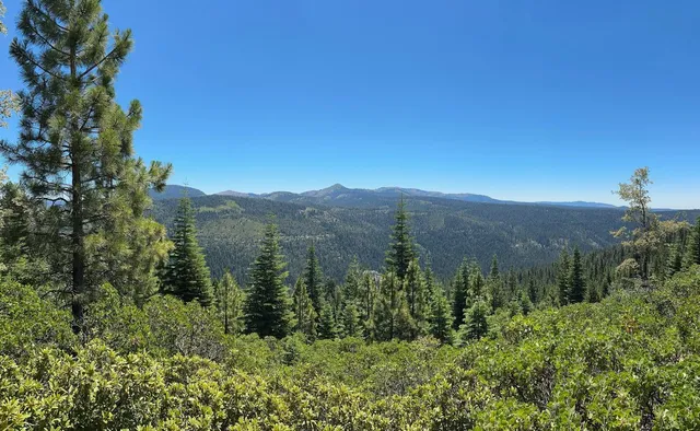 a view of a green field with a tree in the background