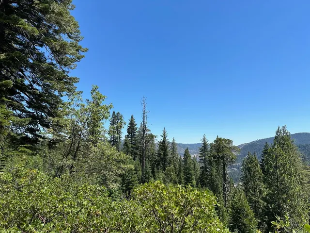 a view of a city with lush green forest