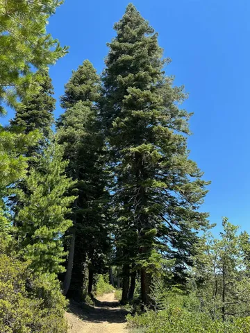a view of a tree in a yard