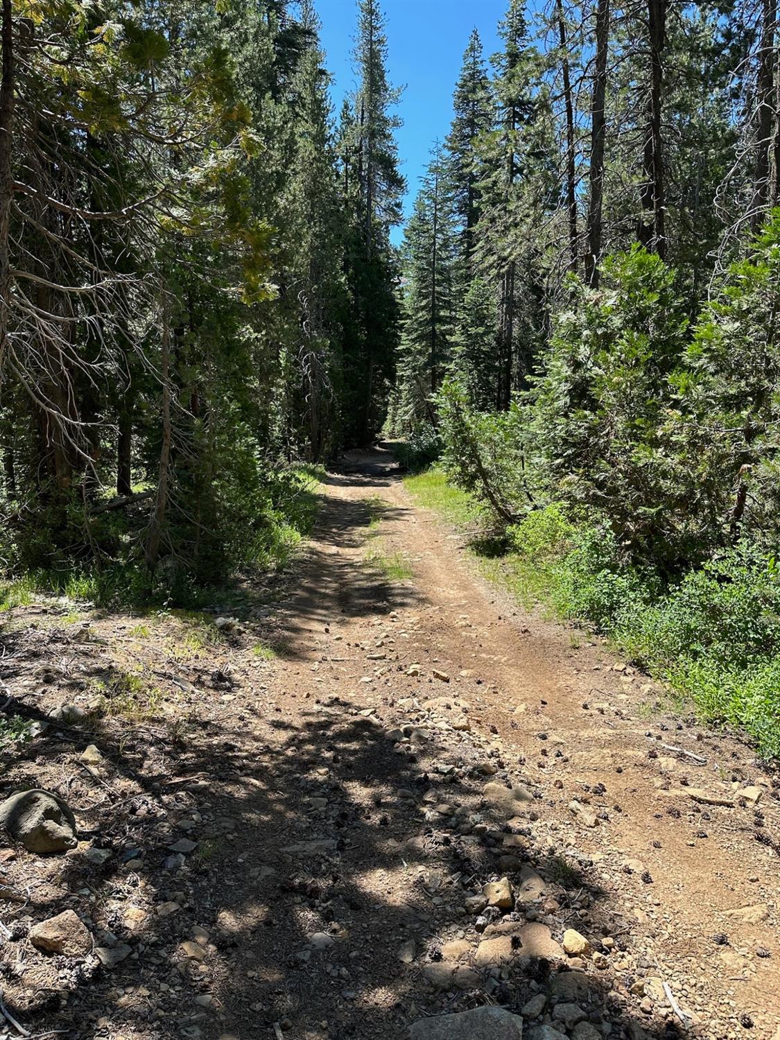 25609 Hoosier Road Nevada City, CA 95959 - Photo 21 of 44 a view of a dirt road with trees in the background