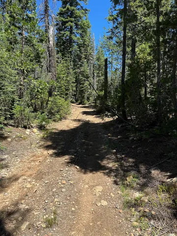 a view of a dirt road with trees