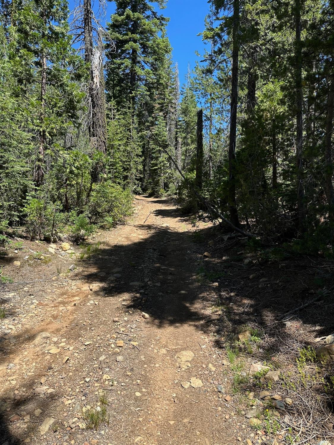 25609 Hoosier Road Nevada City, CA 95959 - Photo 22 of 44 a view of a yard with trees