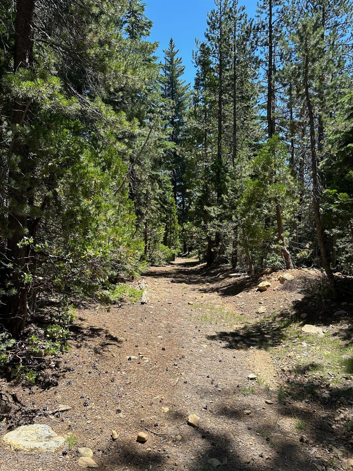 25609 Hoosier Road Nevada City, CA 95959 - Photo 23 of 44 a view of a dirt road with trees