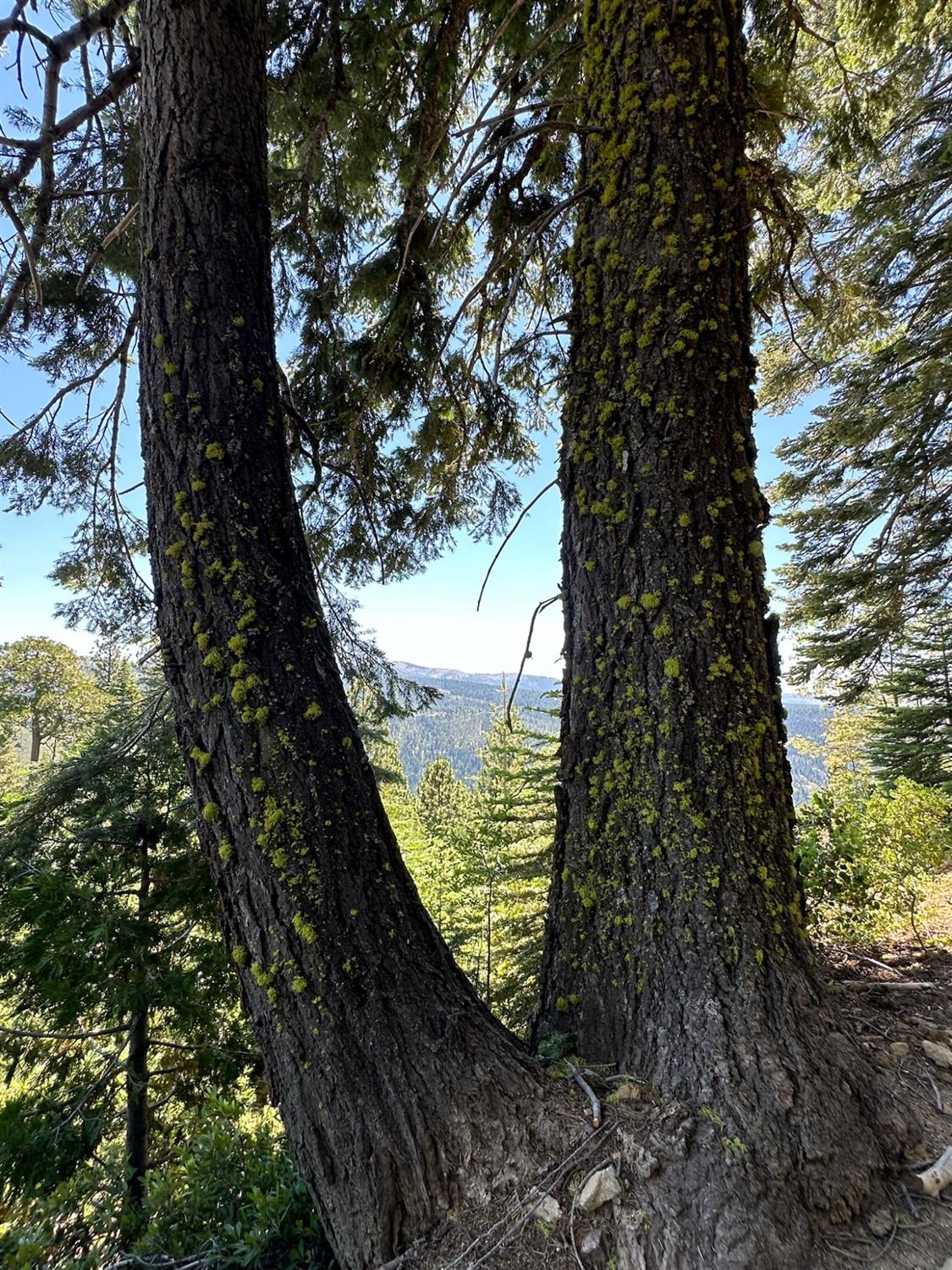 25609 Hoosier Road Nevada City, CA 95959 - Photo 29 of 44 a view of a garden