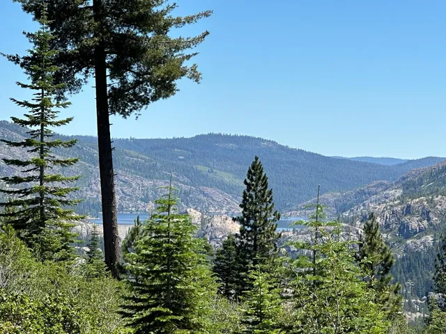 view of a plant in a garden