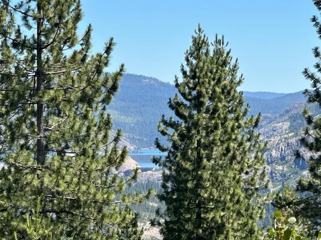 a view of a tree in a yard