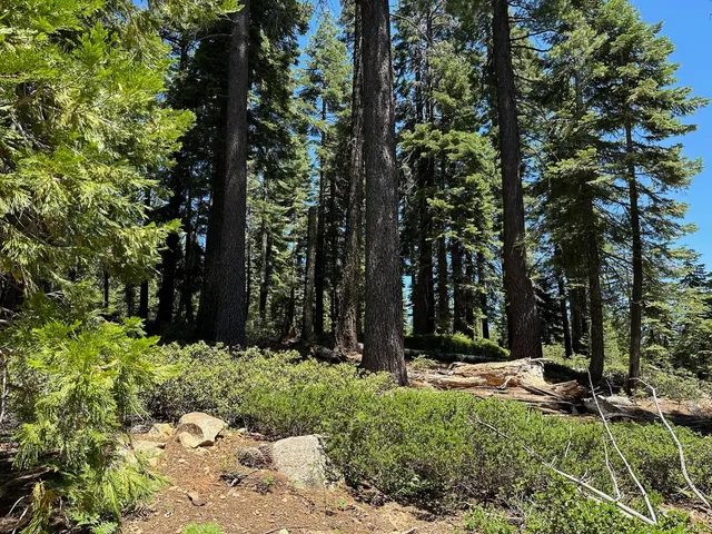 a view of a lot of trees and bushes