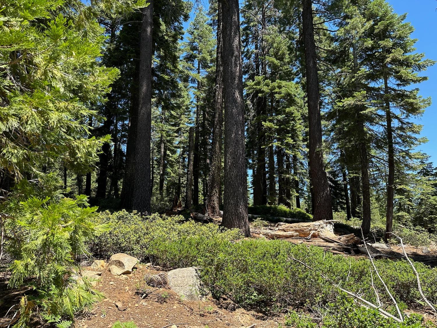 25609 Hoosier Road Nevada City, CA 95959 - Photo 35 of 44 a view of backyard with green space