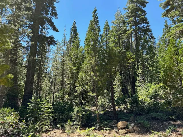 a view of a yard with plants