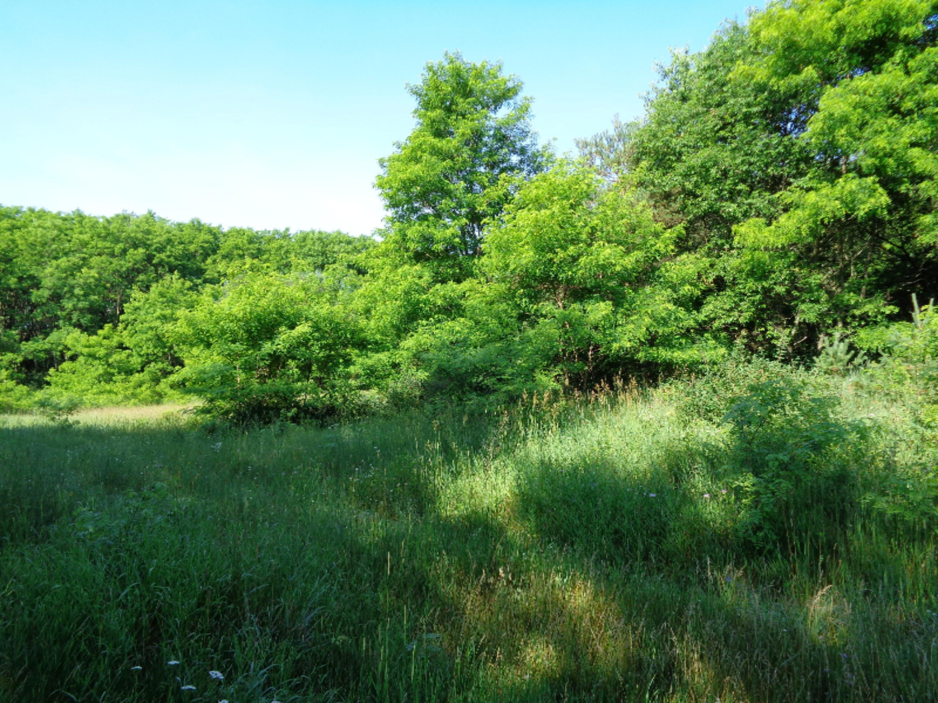21699 1 Mile Road Reed City, MI 49677 - Photo 17 of 31 DSC00181