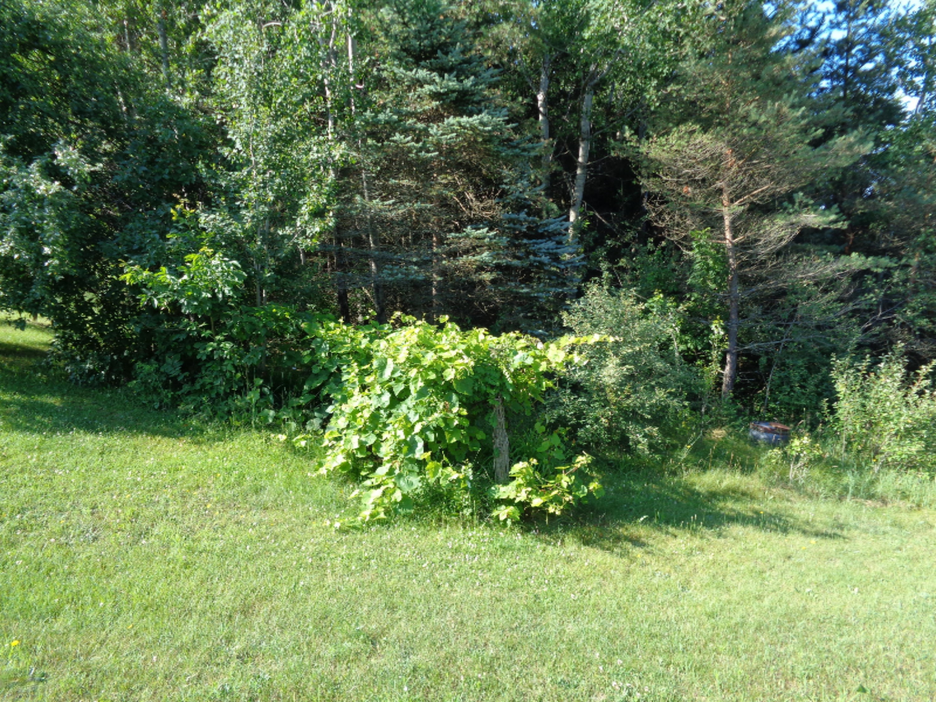21699 1 Mile Road Reed City, MI 49677 - Photo 9 of 31 DSC00172