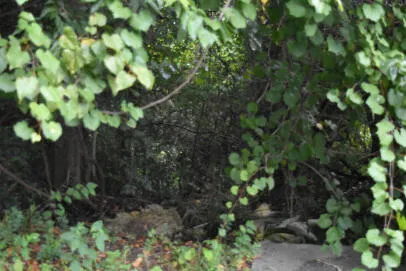 $20,000 | 0 Irick Street, Eutawville, SC 29048