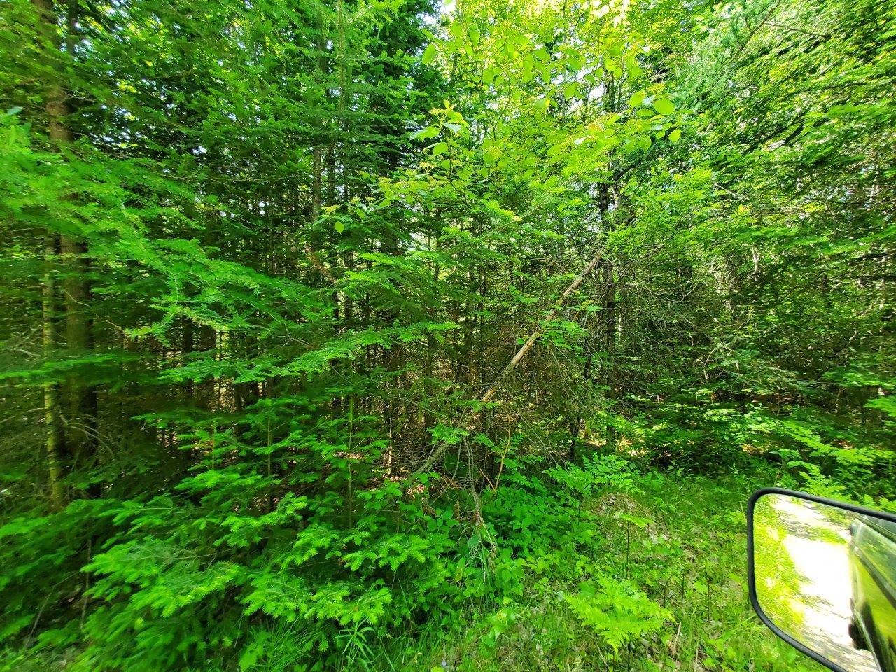 0 Morgan Road Burnham, ME 04922 - Photo 49 of 69 20250617_124518