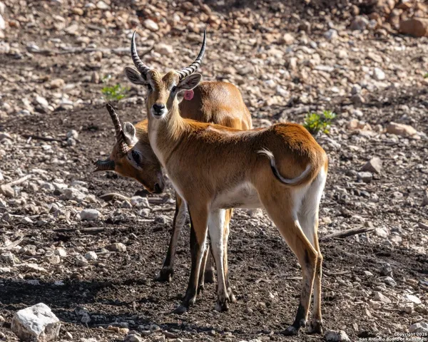 $1,800,000 | 225 Arrowhead Lane, Pipe Creek, TX 78063