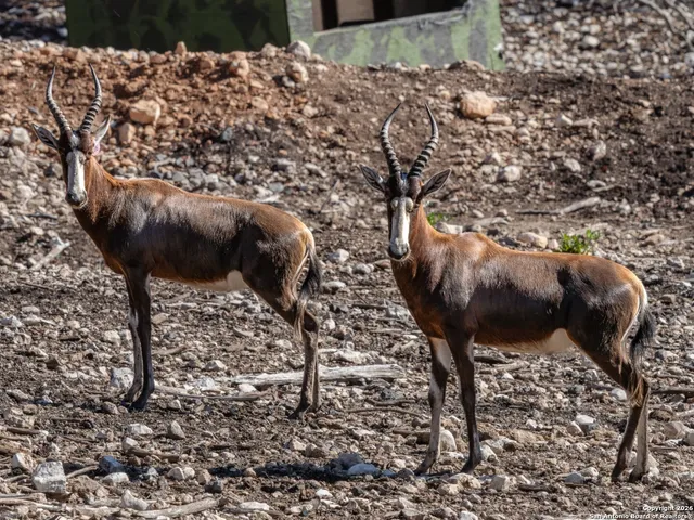 $1,800,000 | 225 Arrowhead Lane, Pipe Creek, TX 78063