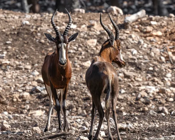 $1,800,000 | 225 Arrowhead Lane, Pipe Creek, TX 78063