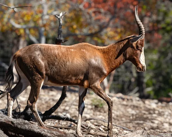 $1,800,000 | 225 Arrowhead Lane, Pipe Creek, TX 78063