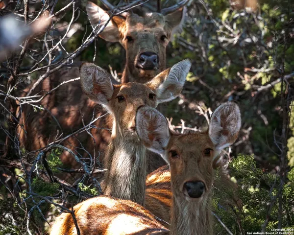 $1,800,000 | 225 Arrowhead Lane, Pipe Creek, TX 78063