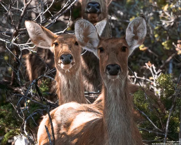 $1,800,000 | 225 Arrowhead Lane, Pipe Creek, TX 78063