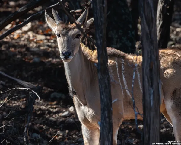 $1,800,000 | 225 Arrowhead Lane, Pipe Creek, TX 78063