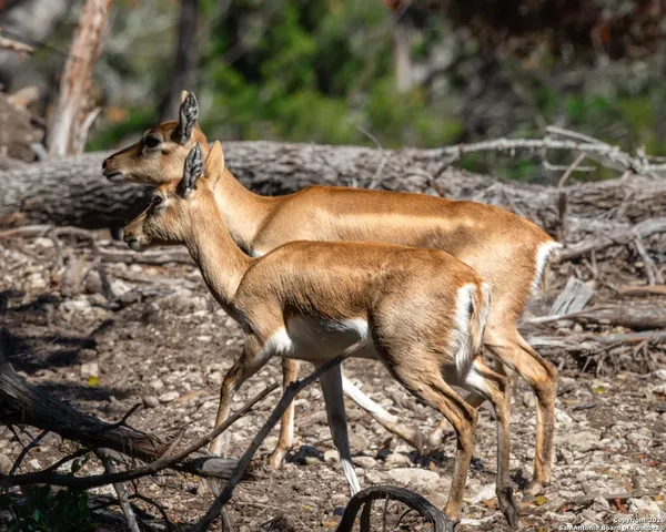 $1,800,000 | 225 Arrowhead Lane, Pipe Creek, TX 78063