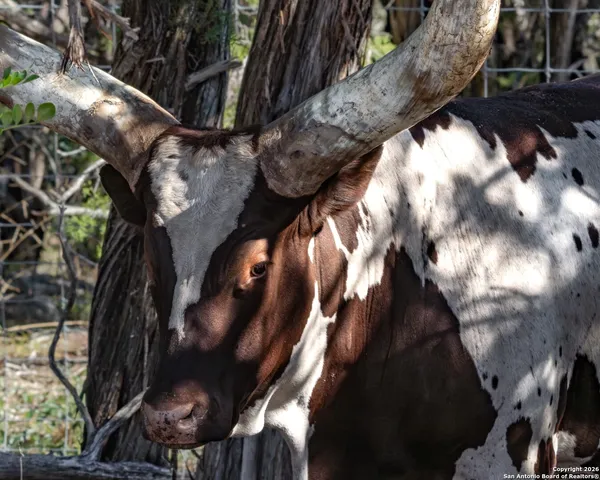 $1,800,000 | 225 Arrowhead Lane, Pipe Creek, TX 78063