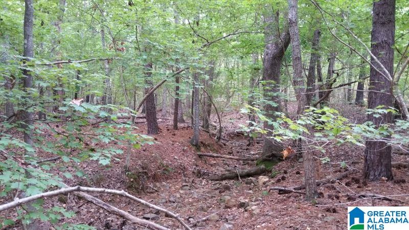 793 County Road Centre, AL 35960 - Photo 6 of 32