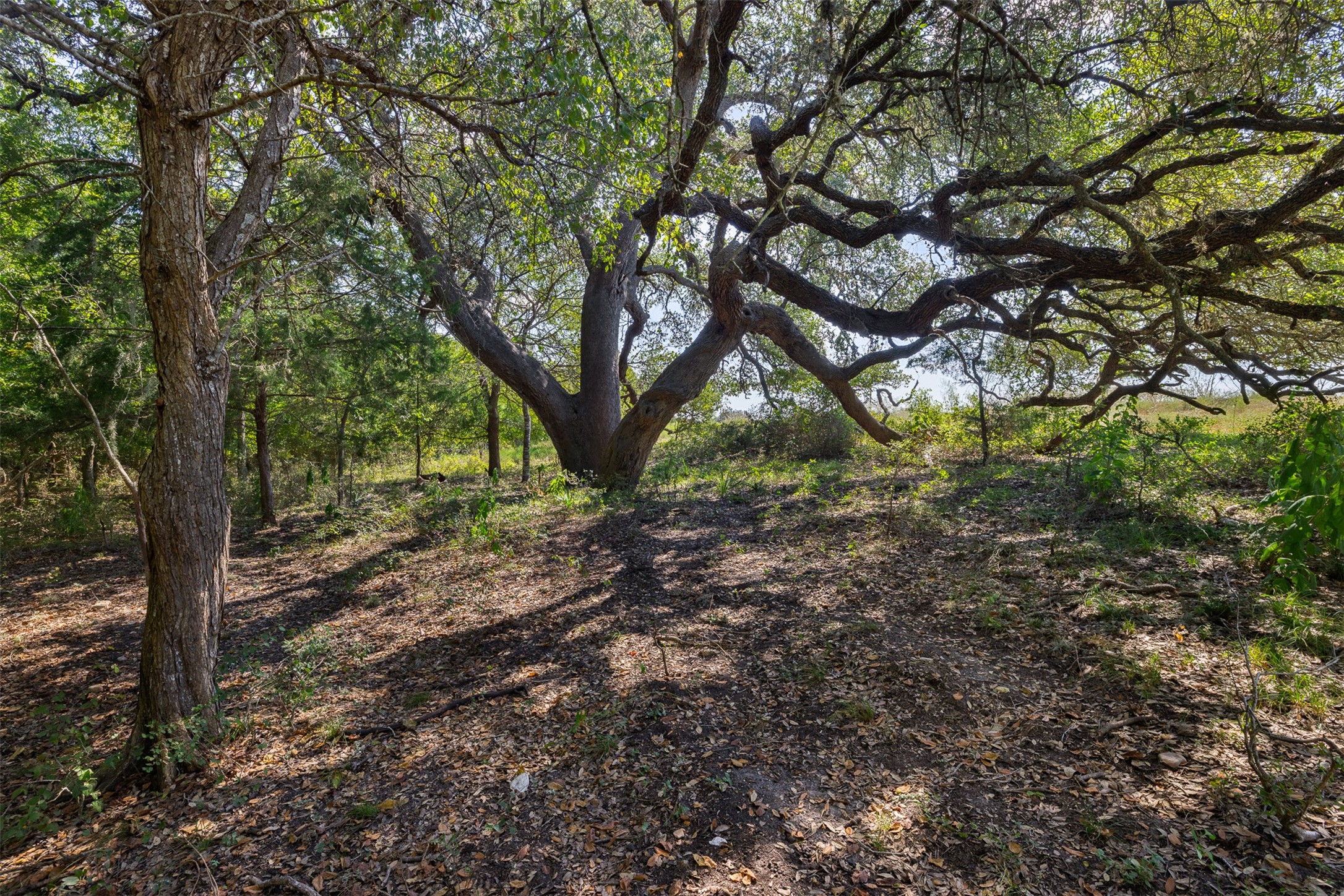 Tbd Roznov Road Round Top, TX 78954 - Photo 1 of 36 Gallery Image 1