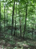 0 T T Wenz Road Dover, KY 41034 - Photo 20 of 35 Gallery Image 20