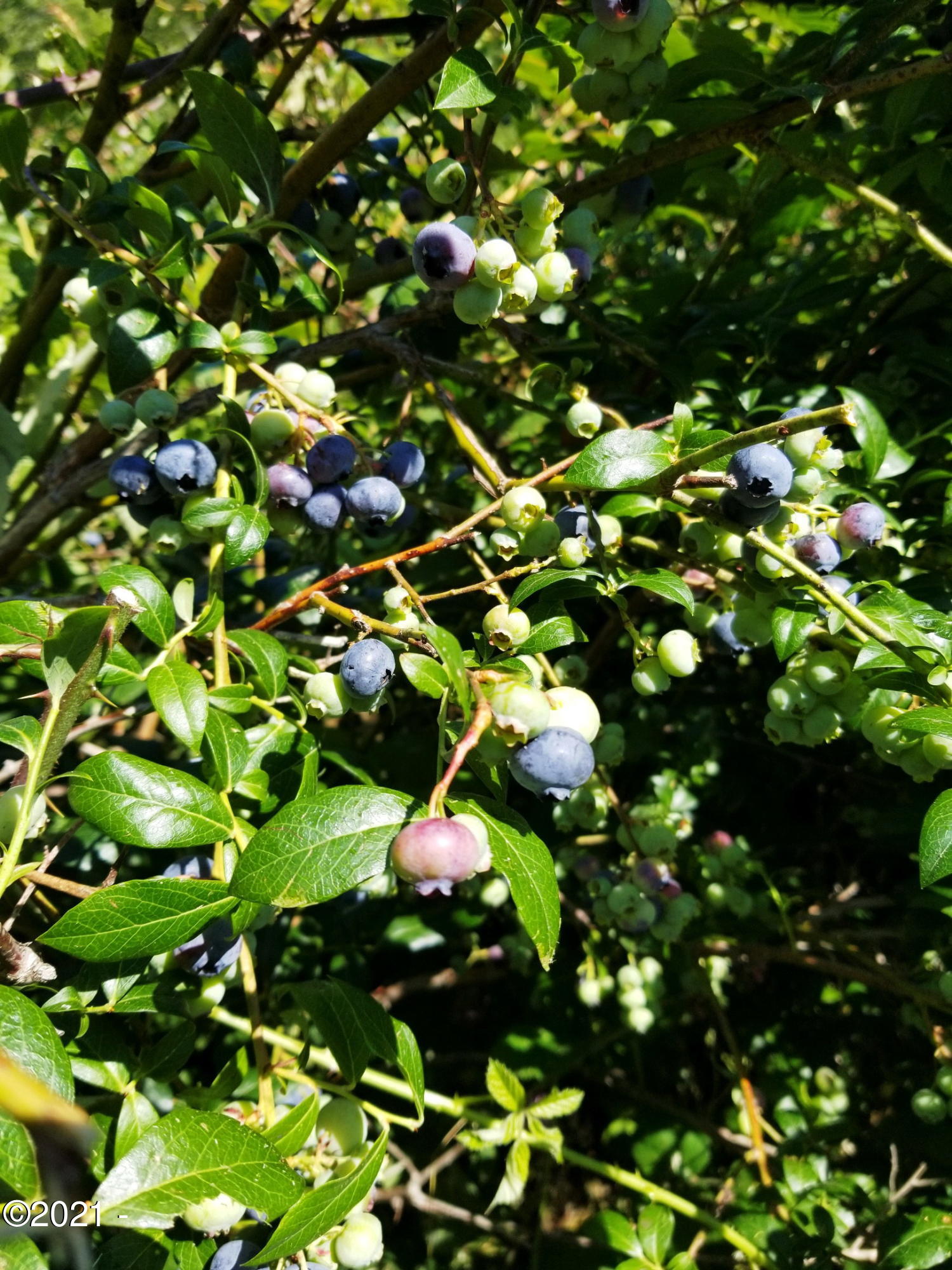 3204 North Bayview Road Waldport, OR 97394 - Photo 36 of 69 Blue berries
