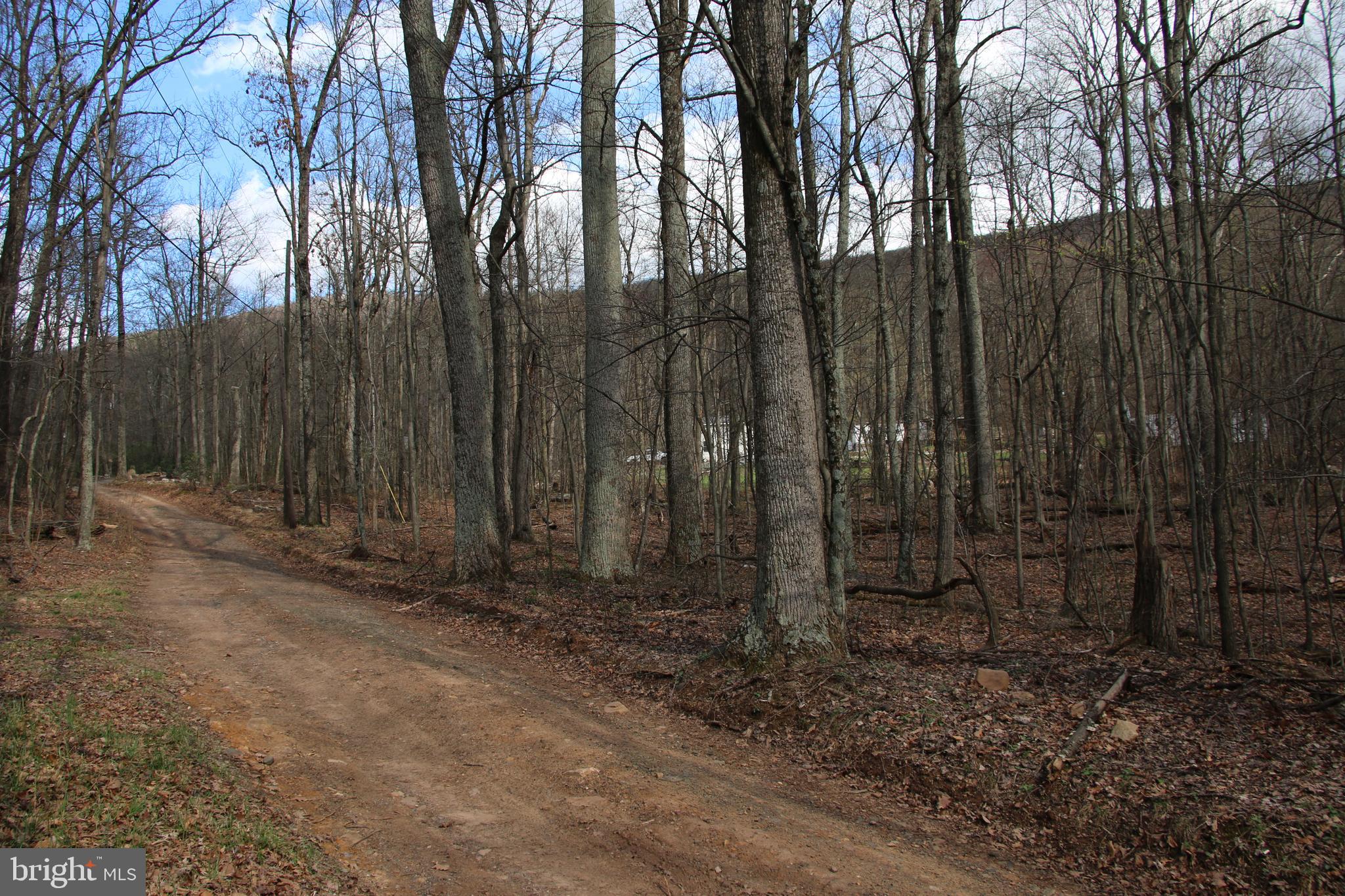 680 Sawlog Road Gore, VA 22637 - Photo 39 of 47 a view of backyard with trees