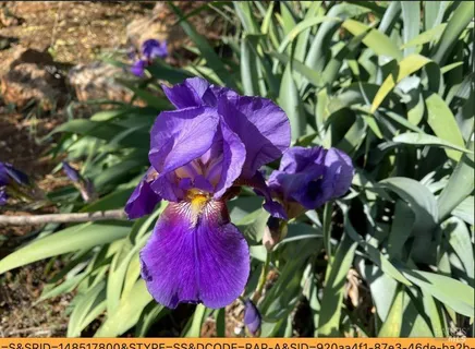 a view of a flower