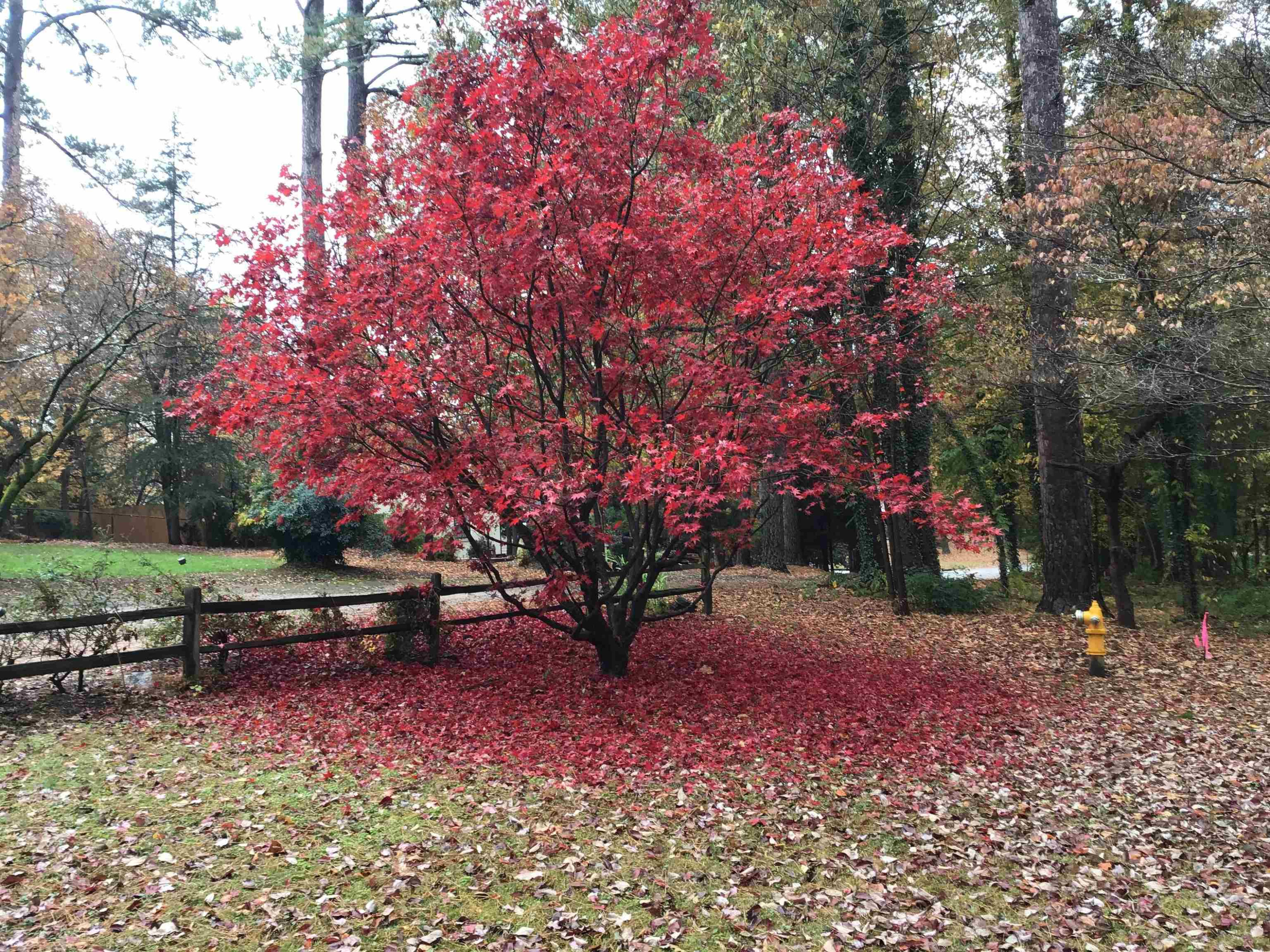 5805 Contour Drive Raleigh, NC 27612 - Photo 49 of 49 ...stands out after all the others have bloomed in the spring Autumn beauty