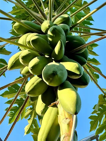 a view of banana tree