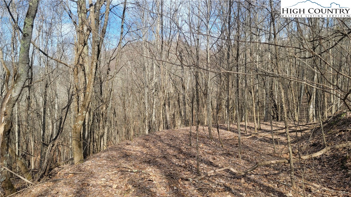 Fork Ridge Road Vilas, NC 28692 - Photo 2 of 6 Gallery Image 2