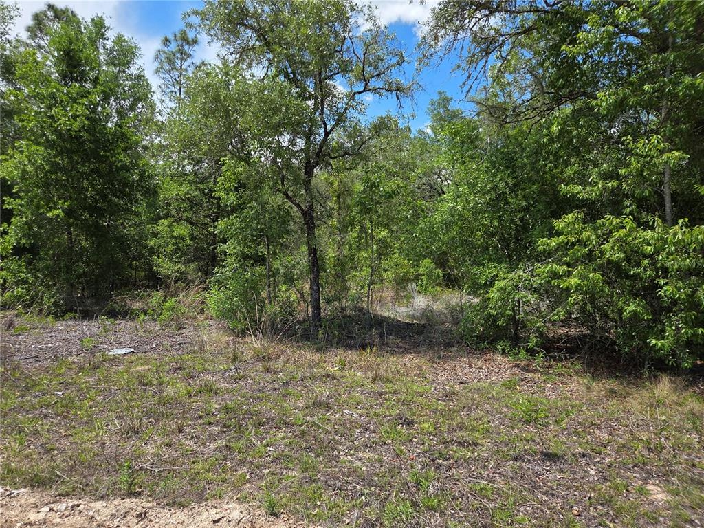 0 Northeast 73rd Lane Bronson, FL 32621 - Photo 2 of 8