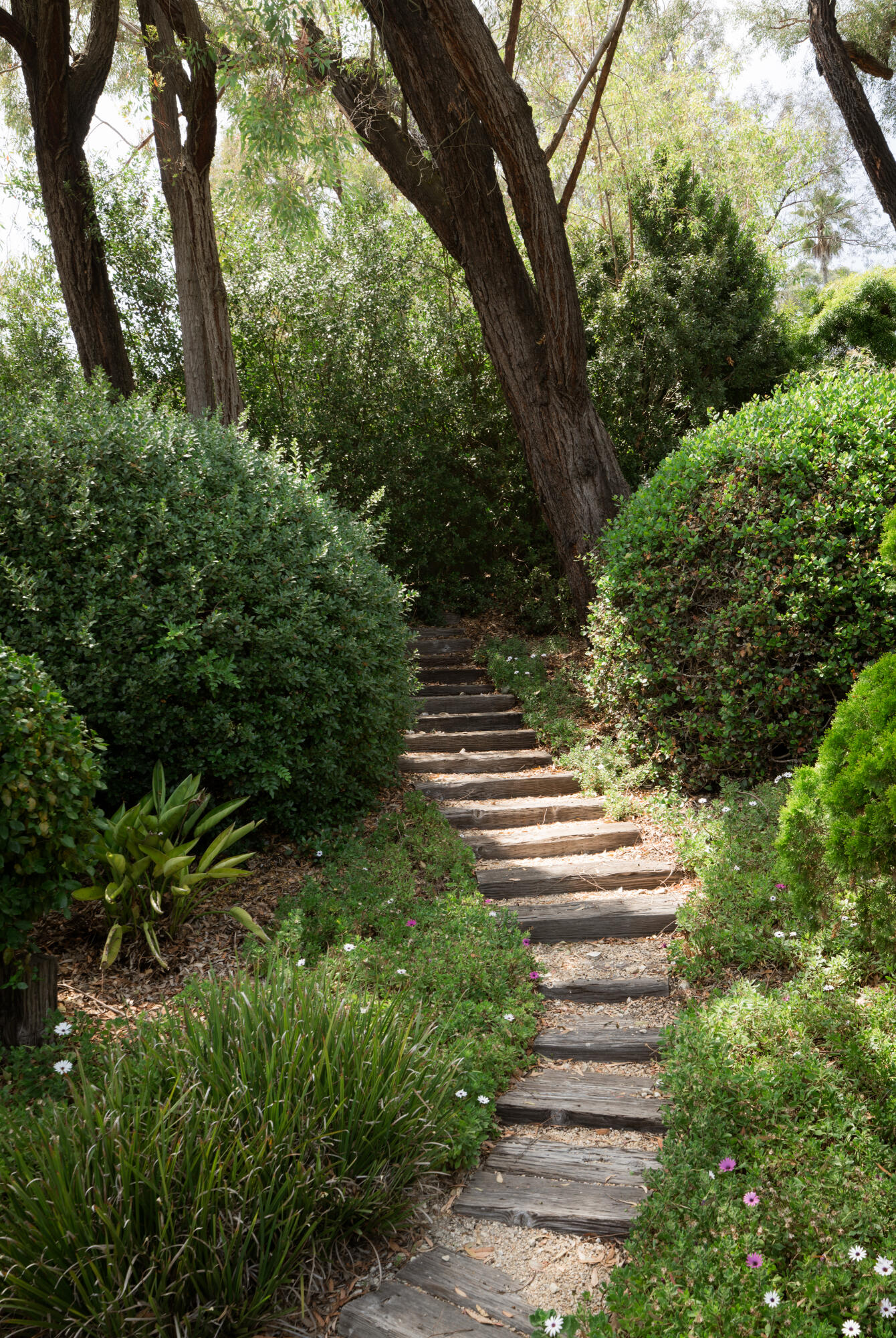 626 Sea Ranch Drive Santa Barbara, CA 93109 - Photo 33 of 38 a view of a yard with plants and a large tree