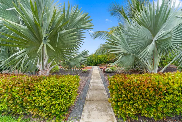 a view of a yard with plants